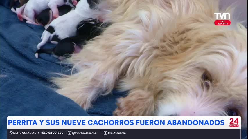 Perrita y sus nueve cachorros fueron abandonados