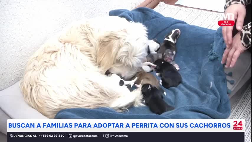 Buscan a familias para adoptar a perrita con sus cachorros