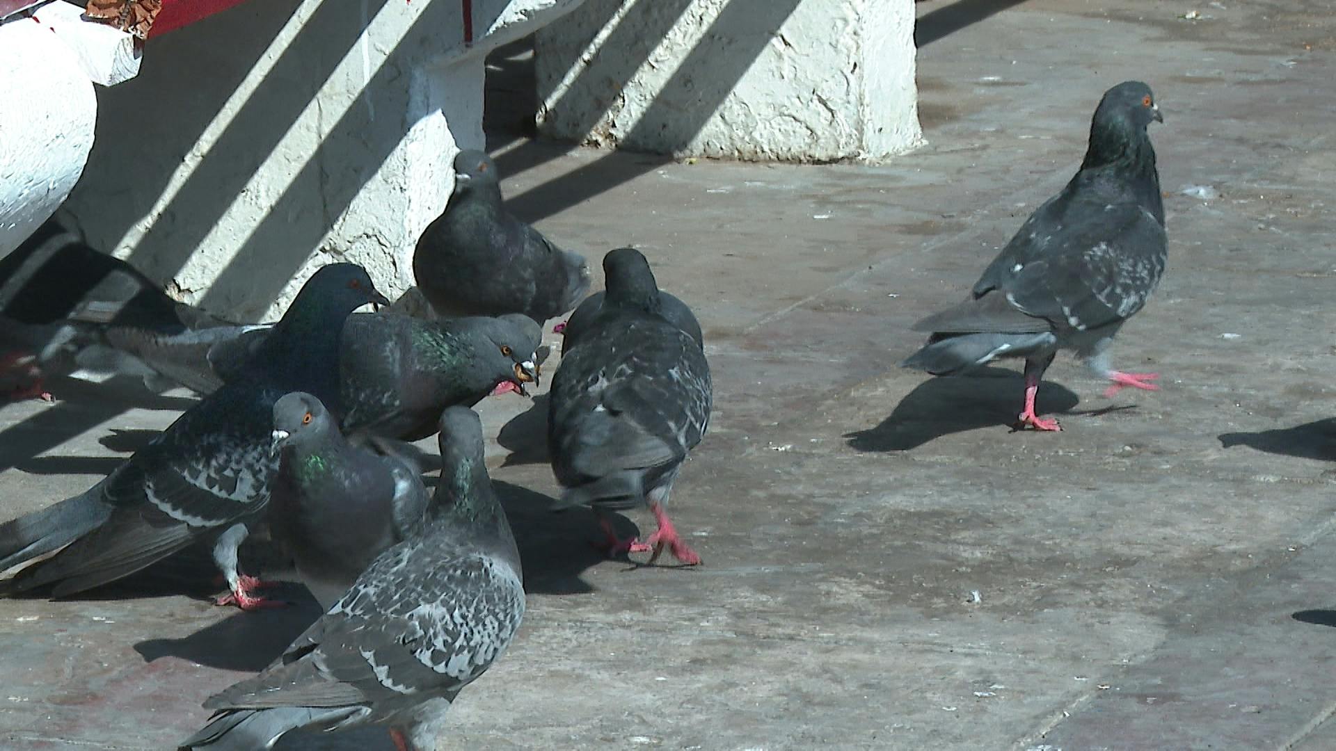 ¿Se puede prohibir alimentar palomas y multar por ello?
