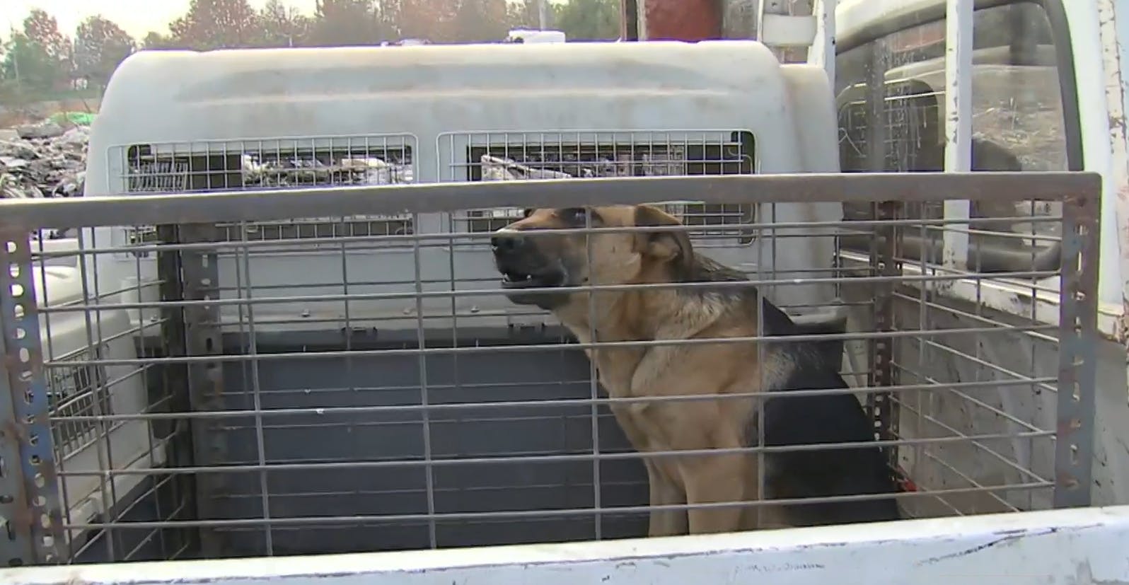 Rescatan a perritos abandonados tras desalojo de toma en Quinta Normal 