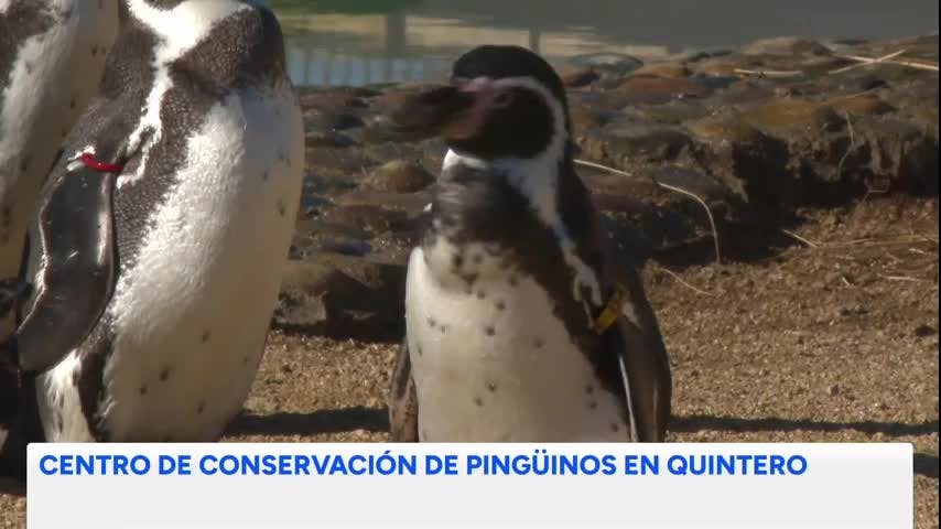 CENTRO DE CONSERVACIÓN DE PINGÜINOS EN QUINTERO