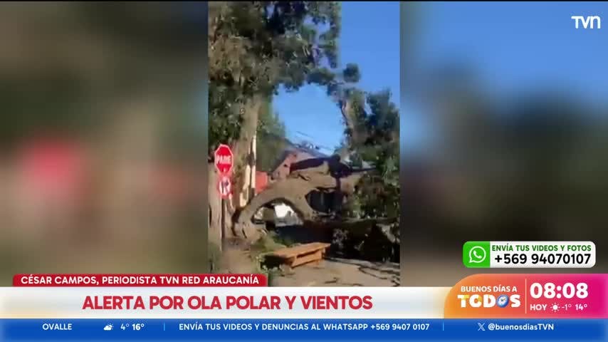 Alerta en el sur por ráfagas de vientos: Caída de árboles han cortado rutas en La Araucanía