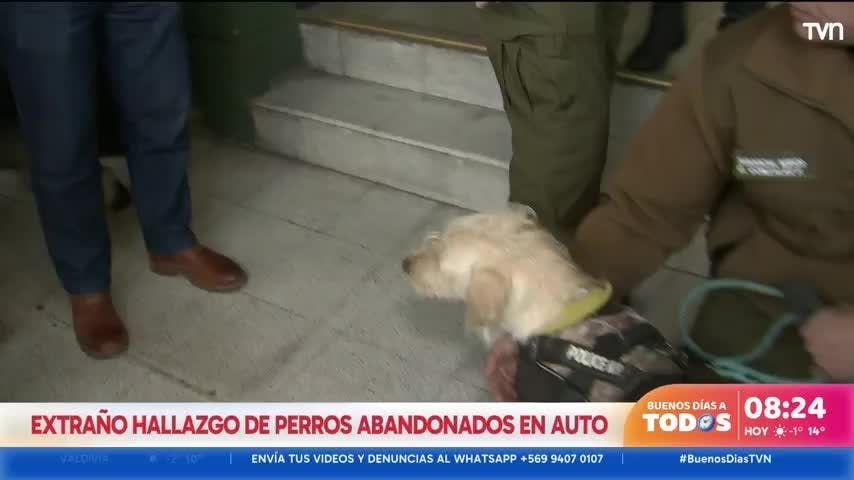Extraño hallazgo de perros en auto abandonado durante la madrugada en Santiago