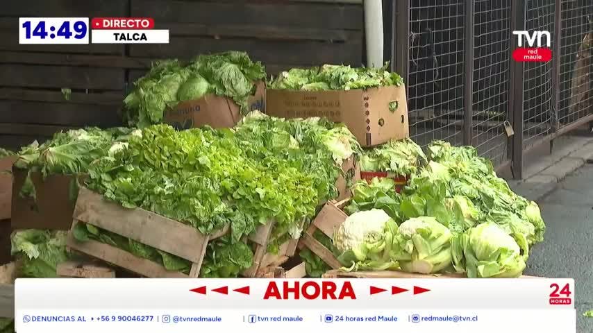 Heladas mantienen en alerta a agricultores del Maule por posibles daños en hortalizas