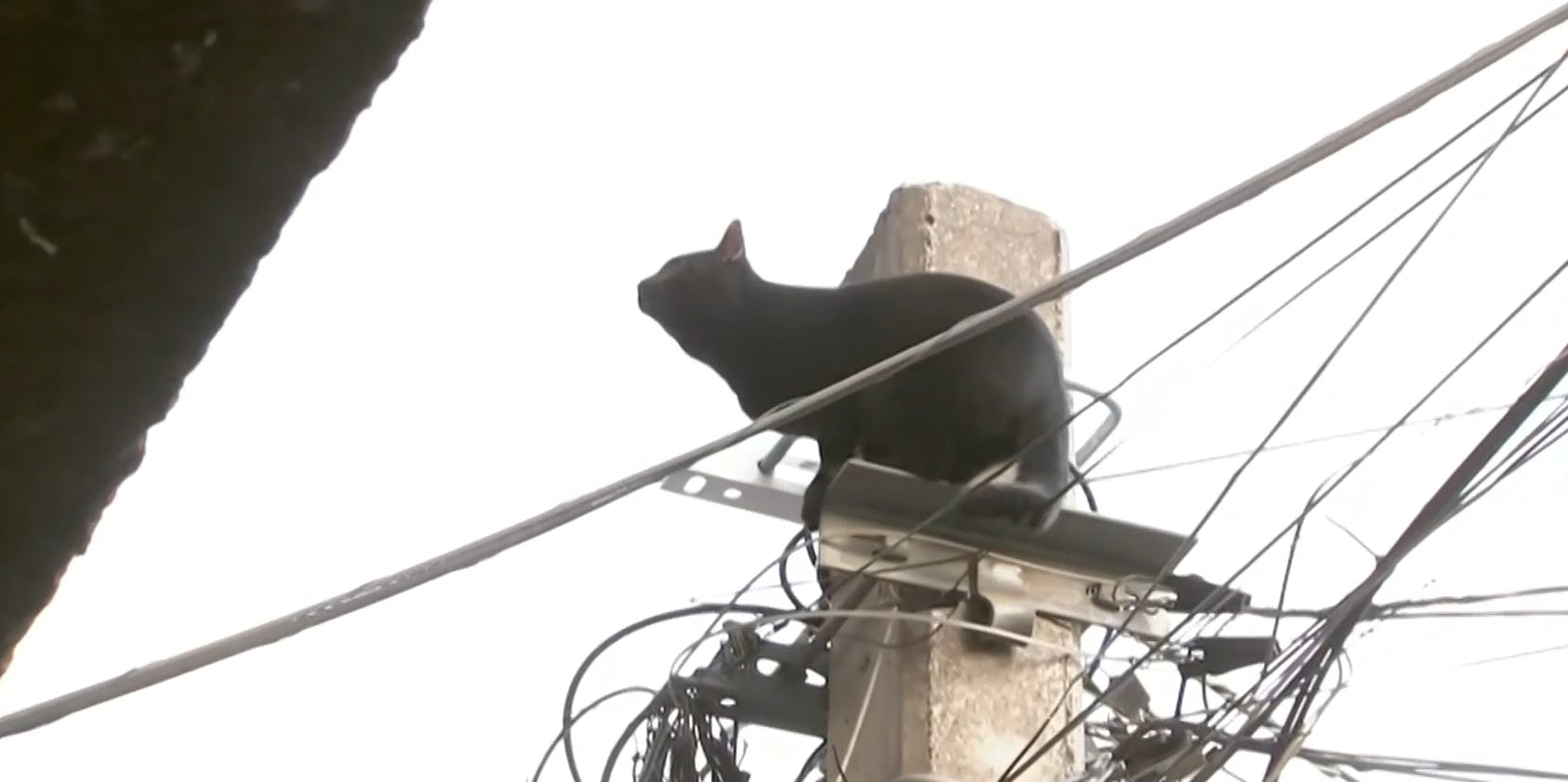Gran operativo de rescate de gatito atrapado en poste de luz 