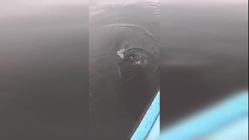 Un sorprendente rescate: pescadores de Coronel liberan a orca atrapada en red