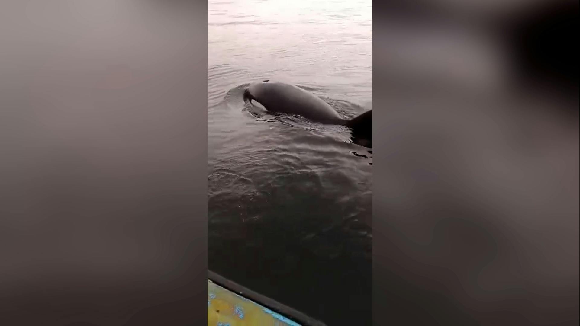 Un sorprendente rescate: pescadores de Coronel liberan a orca atrapada en red