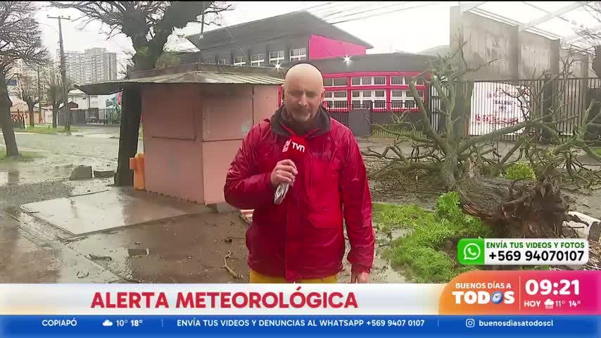 Alerta por sistema frontal: Fuertes vientos derriban árbol en Concepción
