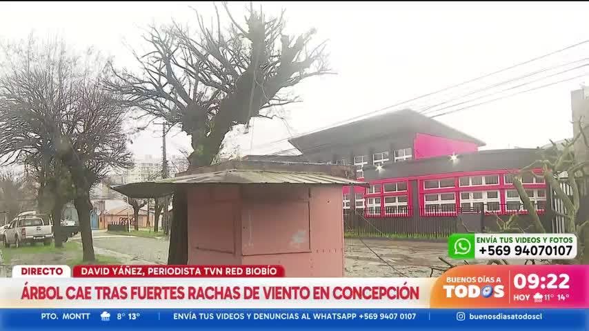 Alerta por sistema frontal: Fuertes vientos derriban árbol en Concepción