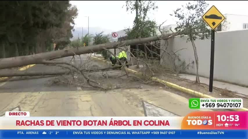 Un árbol cayó al interior de un condominio en la comuna de Colina
