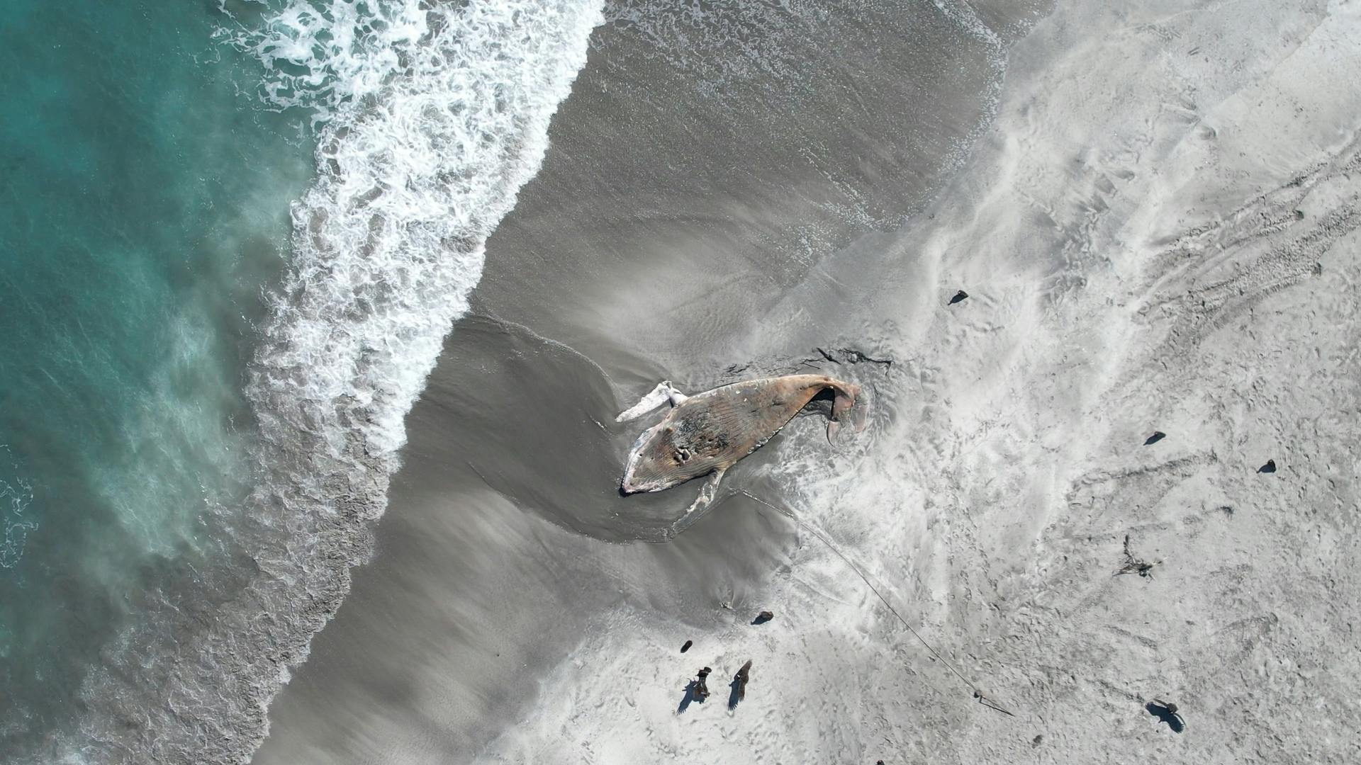 Denuncian muerte de ballena por una malla de pesca