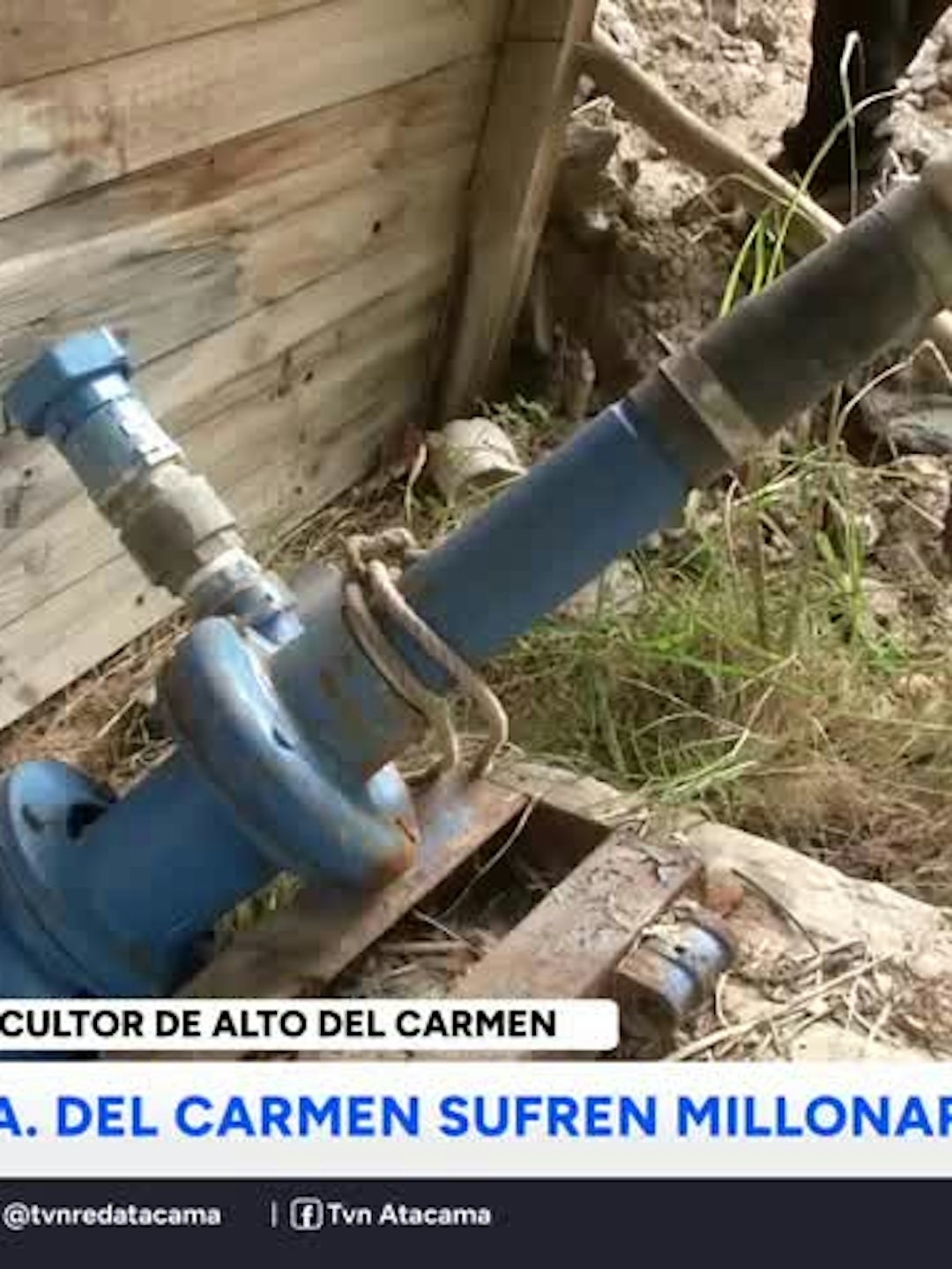 Agricultores de Alto del Carmen sufren millonarias pérdidas