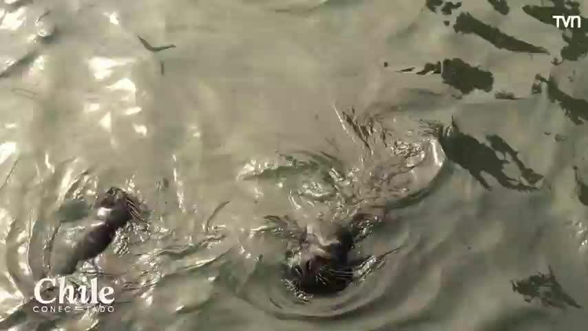 Chile Conectado: Carla avistó lobos marinos durante su ruta en Iquique