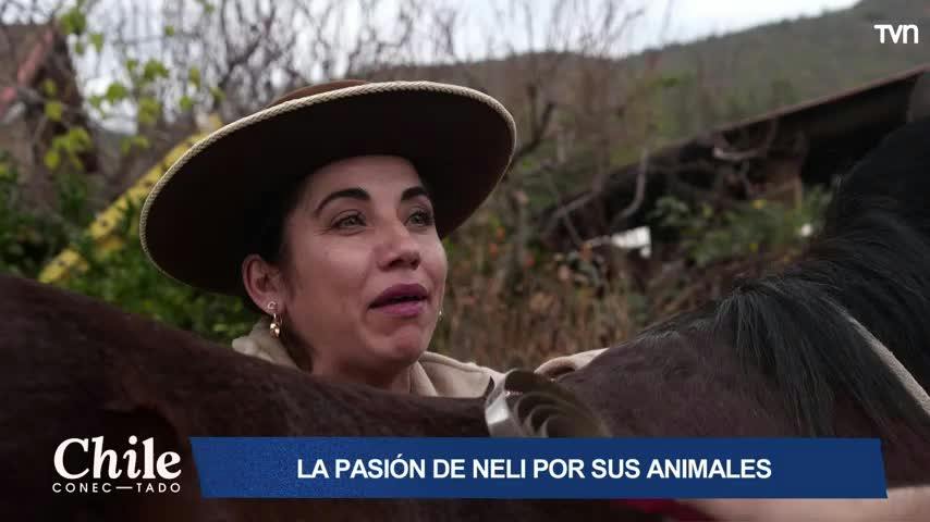 El poder de un semental: Simón convivió con caballos en Machalí