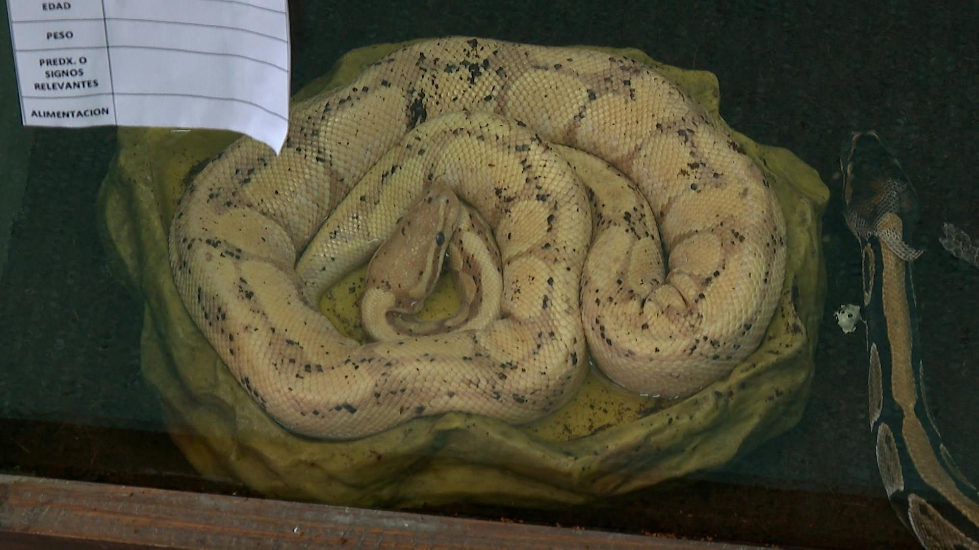 Inédito hallazgo de diversas especies exóticas quedó al descubierto en Coronel
