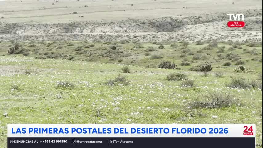 El desierto de Atacama comienza florecer