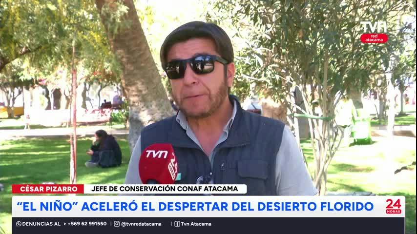 “El Niño” aceleró el despertar del Desierto Florido
