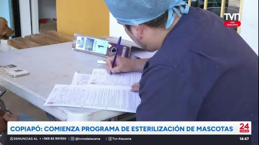 Copiapó: Comienza programa de esterilización de mascotas