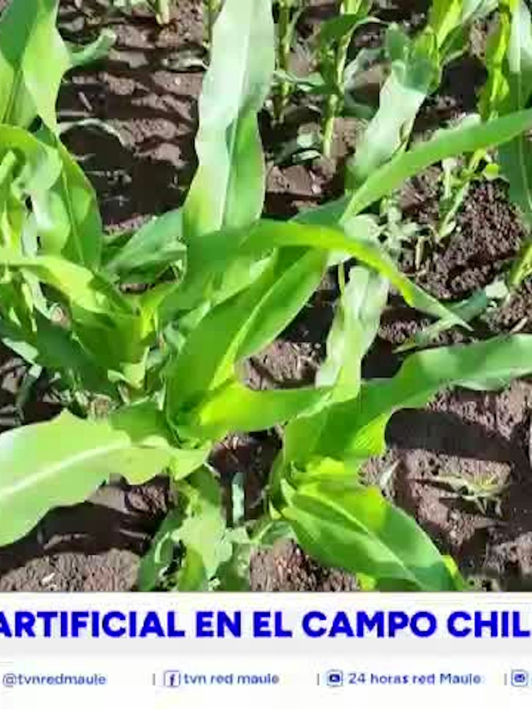 La tecnología llega al campo innovando los procesos productivos