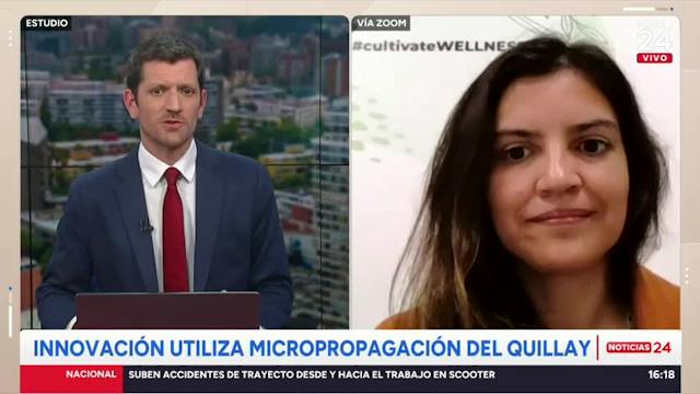 "Ayudan a que las vacunas funcionen mejor": Innovación utiliza micropropagación del Quillay