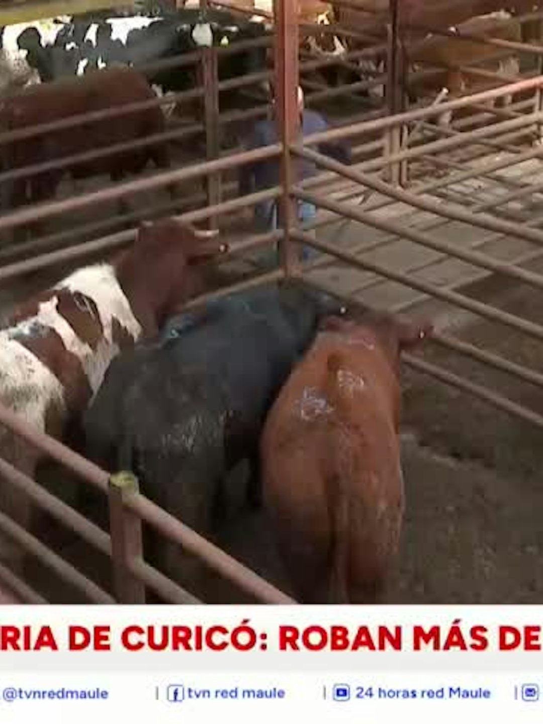 Nocheros fueron atados
