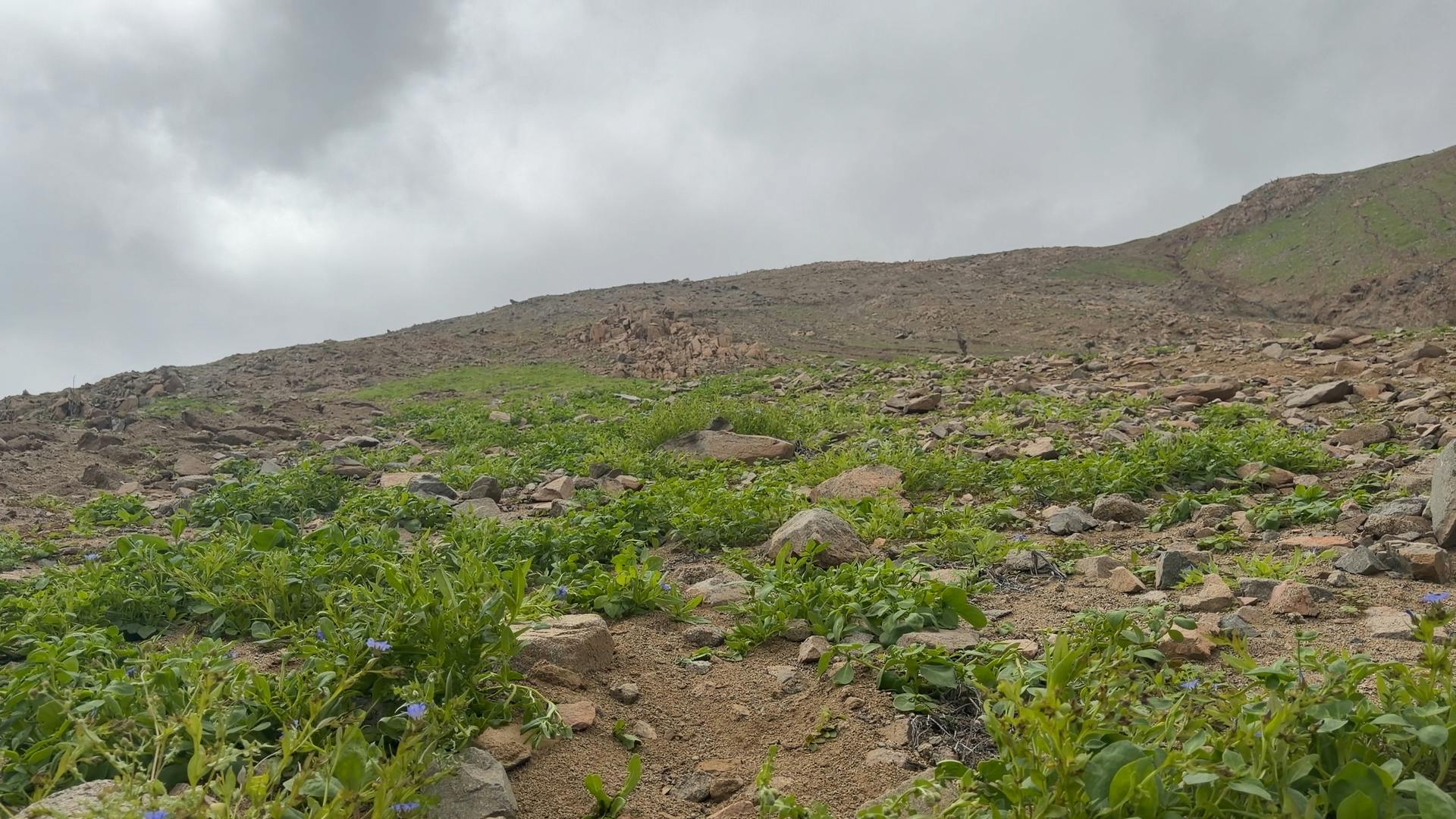 Brote de vegetación en cerros camino a Tocopilla