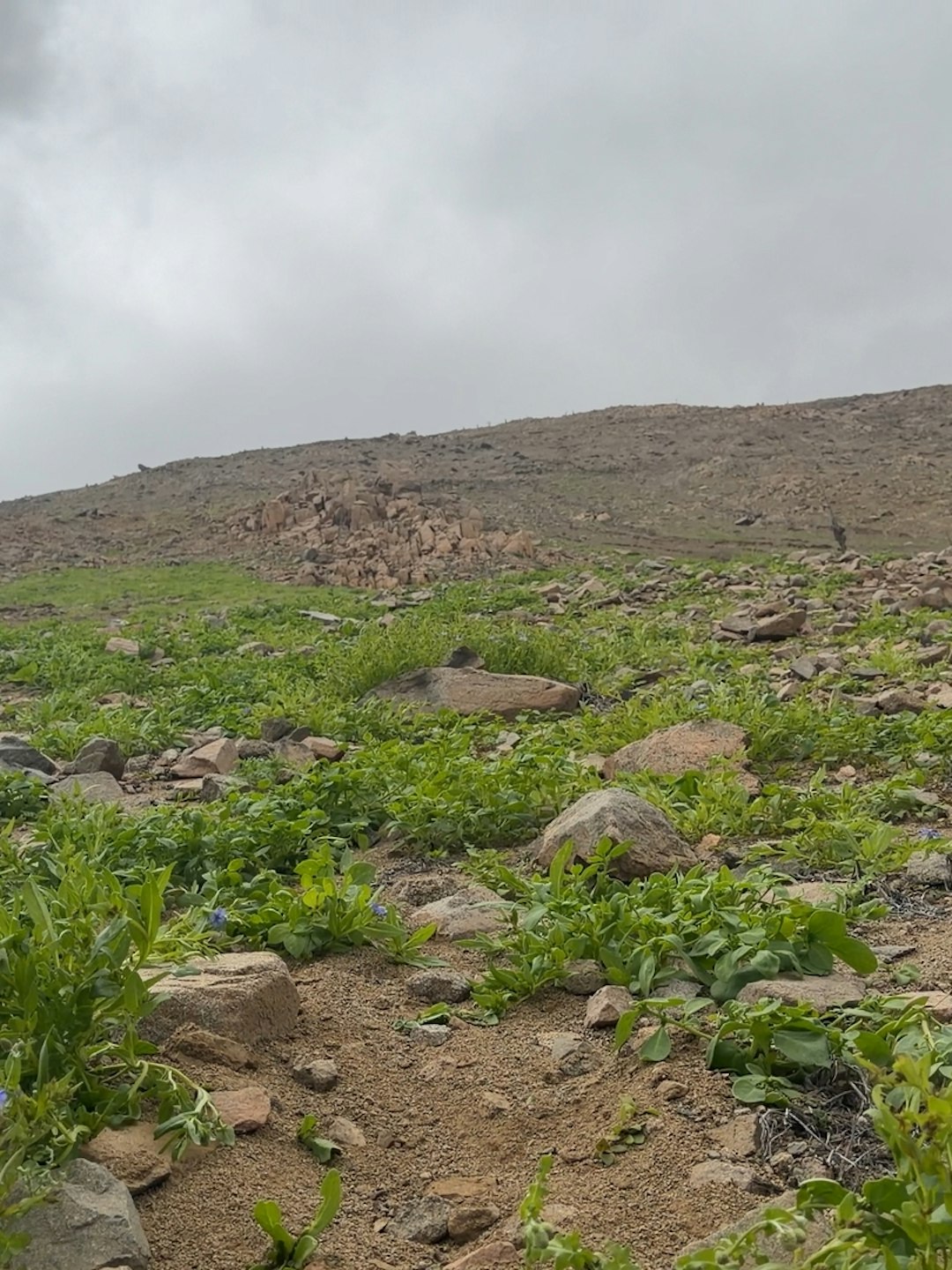 Brote de vegetación en cerros camino a Tocopilla