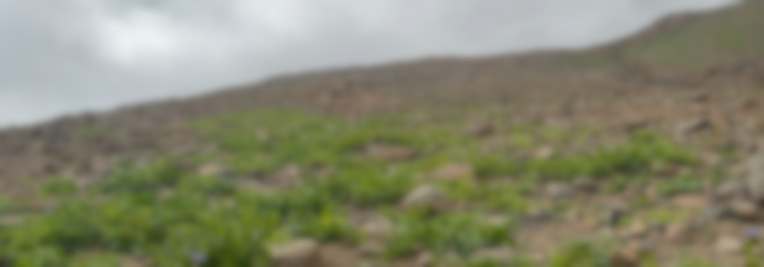 Brote de vegetación en cerros camino a Tocopilla