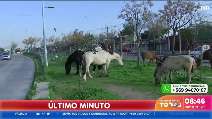 Alerta en Recoleta: nueve caballos se encuentran sueltos en plena vía pública