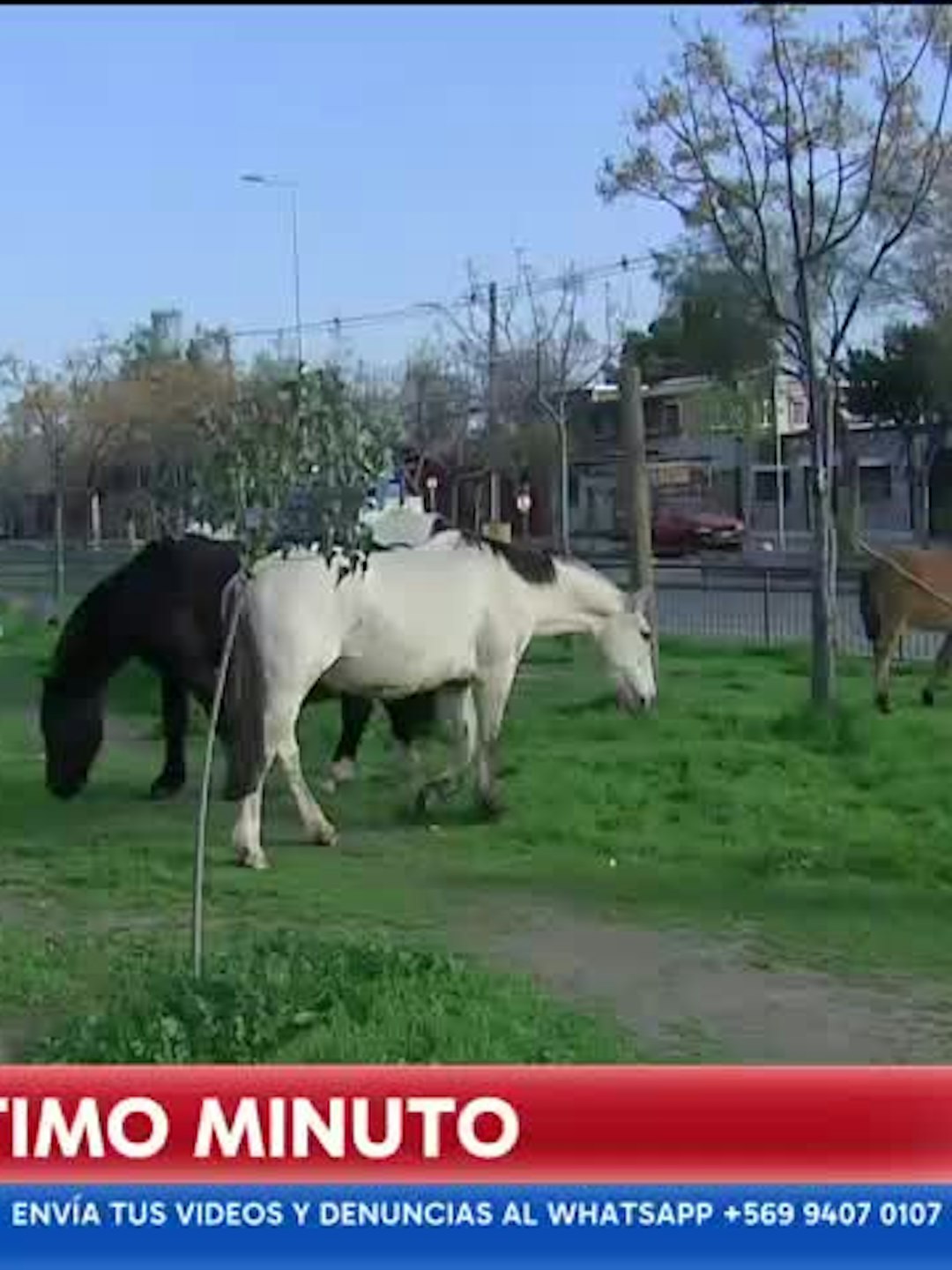 Alerta en Recoleta: nueve caballos se encuentran sueltos en plena vía pública