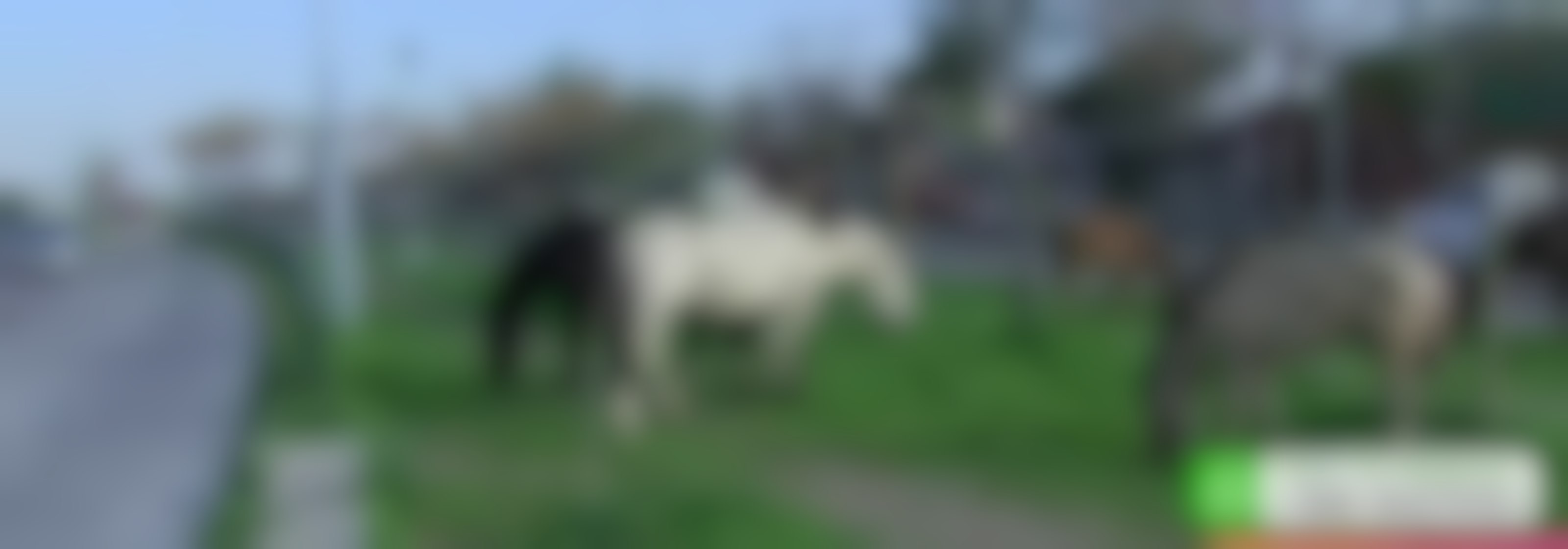 Alerta en Recoleta: nueve caballos se encuentran sueltos en plena vía pública