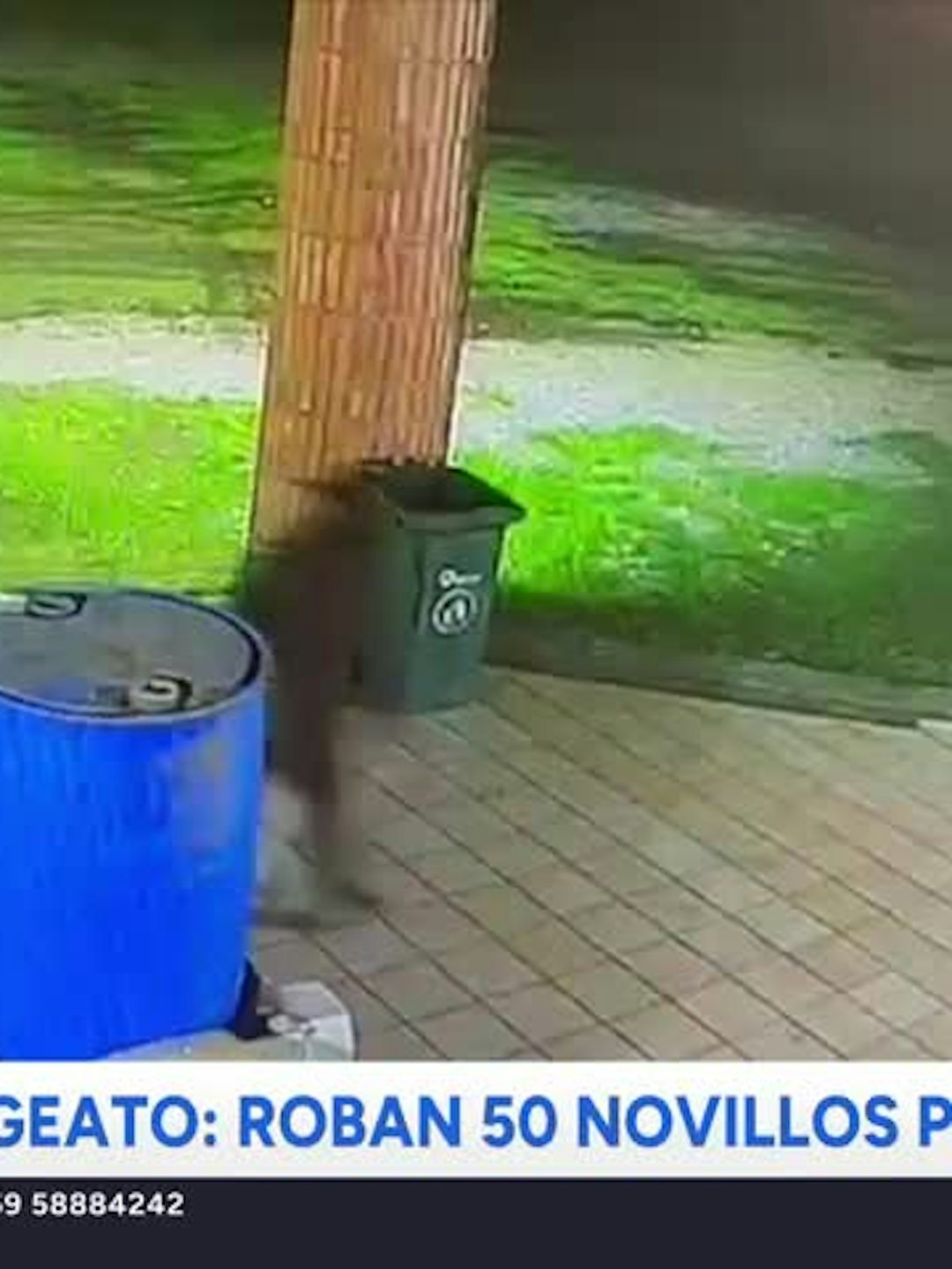 Millonario abigeato: Roban 50 novillos previo al "18"