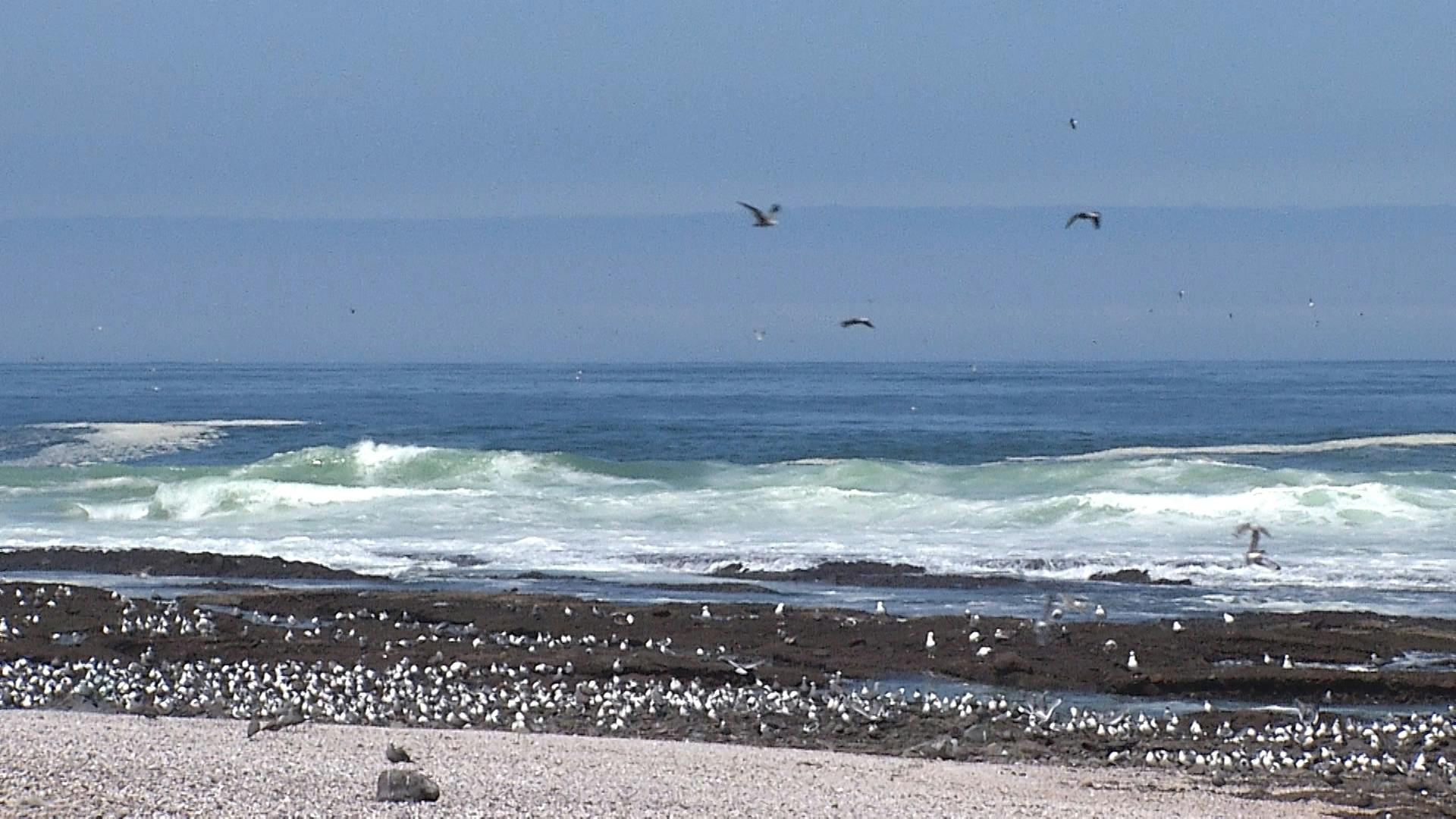 Fenómeno de "El Niño": Temperatura del mar registra un aumento de casi dos grados sobre lo normal