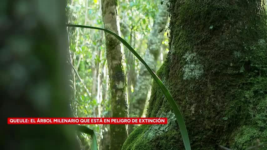 ¿Qué pasa con el Queule?: empresa trabaja en conservación de la especie en peligro de extinción