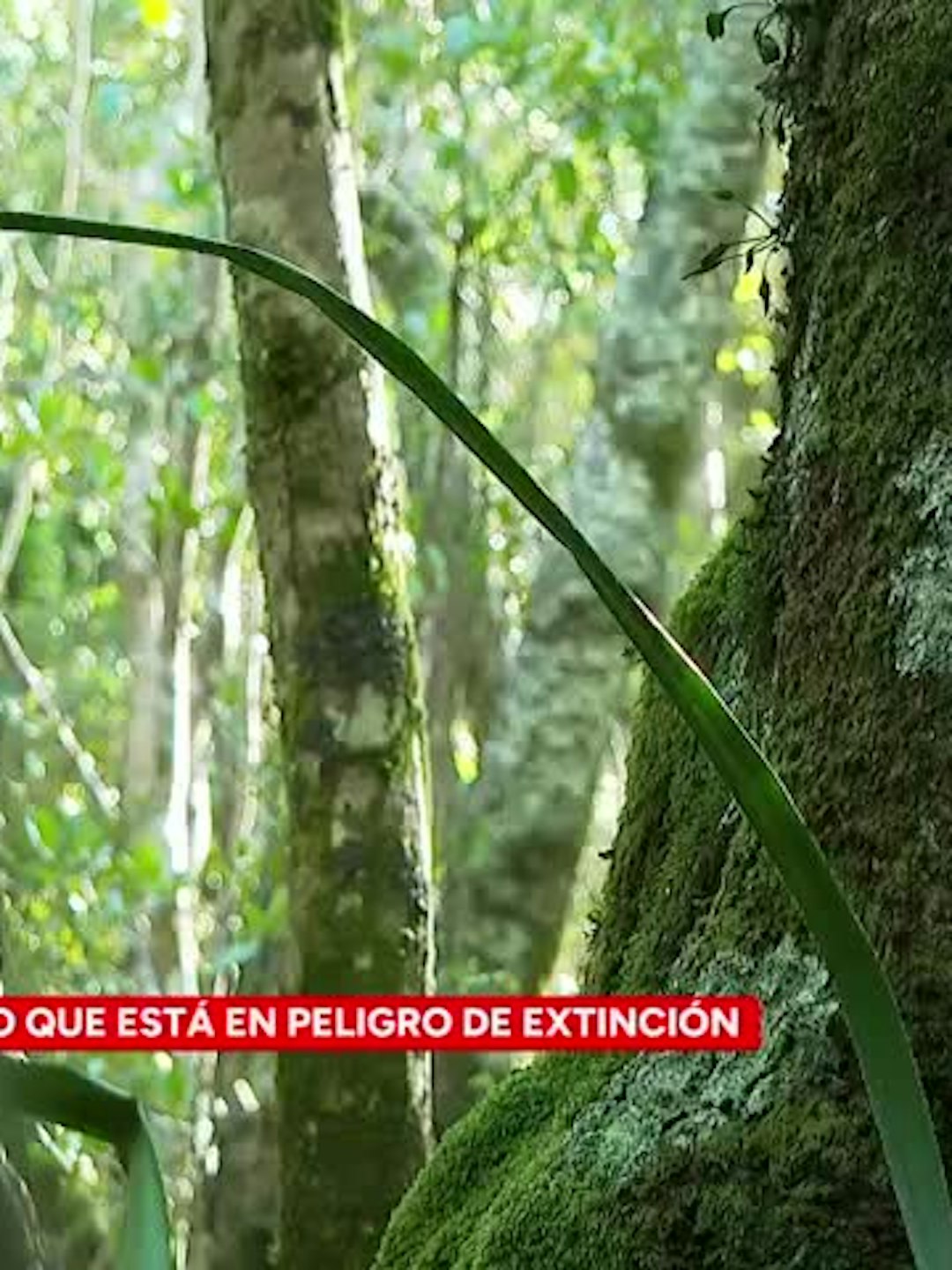 ¿Qué pasa con el Queule?: empresa trabaja en conservación de la especie en peligro de extinción