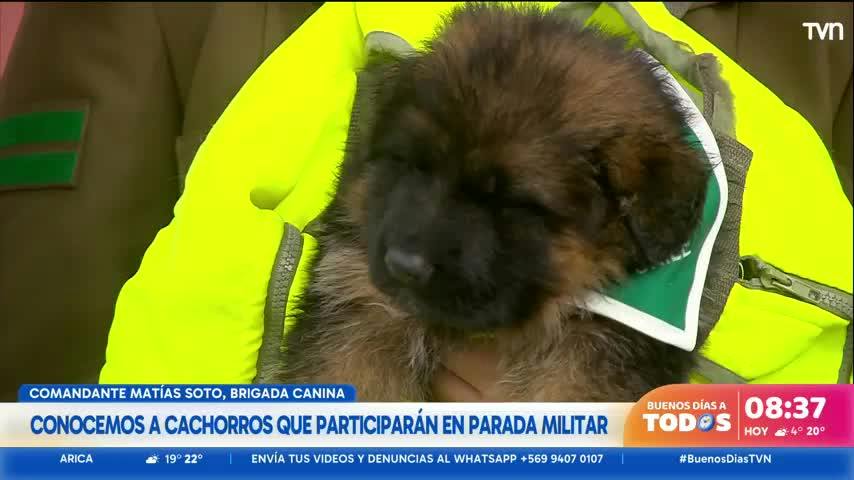 Conocemos a los cachorros que participarán en la Parada Militar