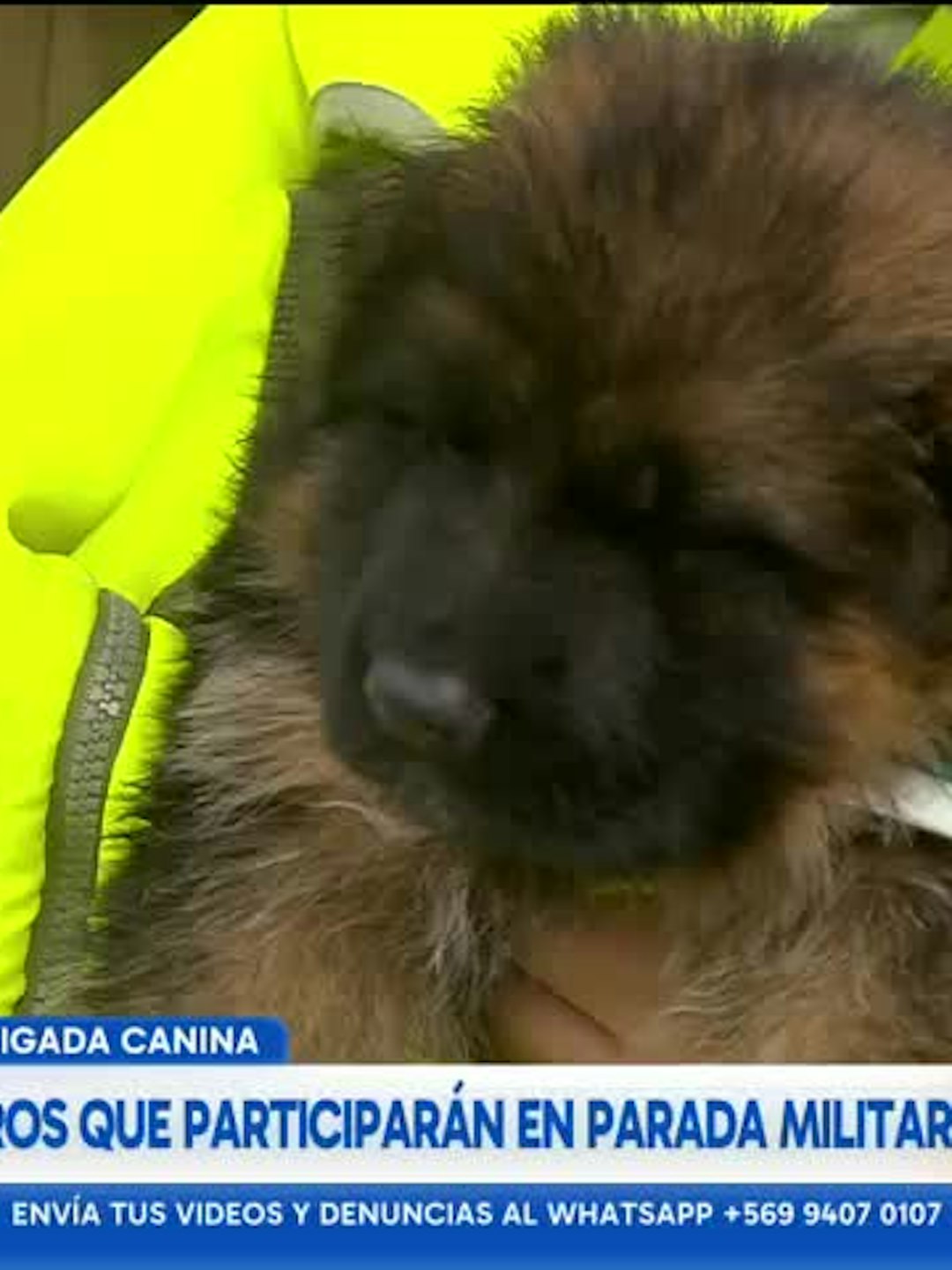 Conocemos a los cachorros que participarán en la Parada Militar