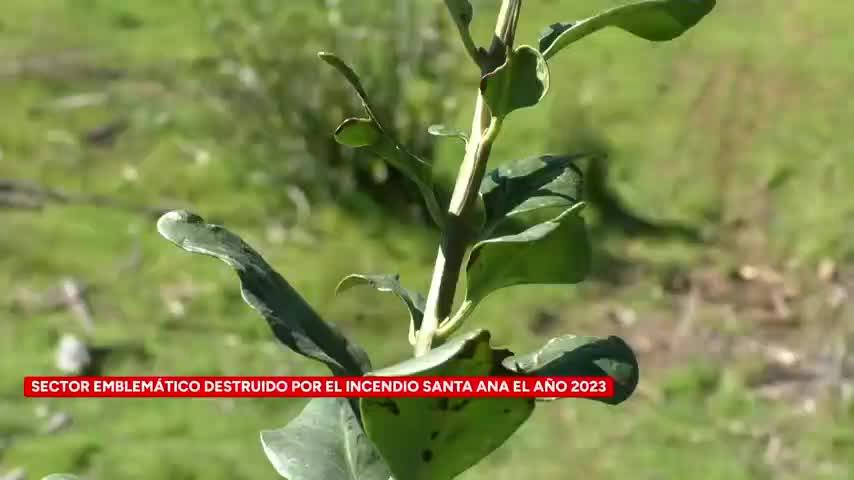 Comienza reforestación del cerro Catiray en Santa Juana