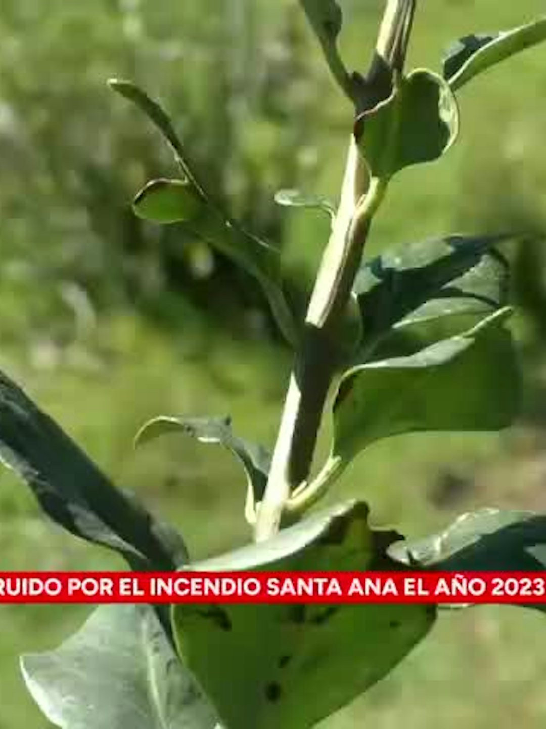 Comienza reforestación del cerro Catiray en Santa Juana