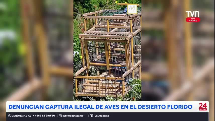 Denuncian captura ilegal de aves en el Desierto Florido