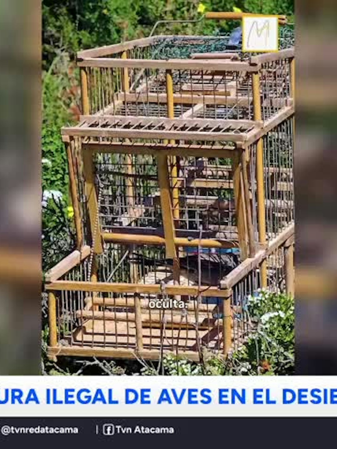 Denuncian captura ilegal de aves en el Desierto Florido