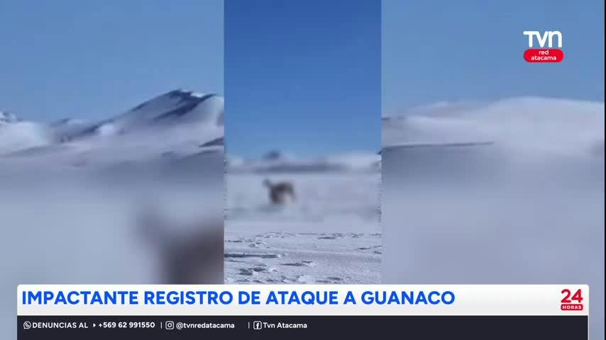 Impactante registro de ataque a guanaco en la cordillera de Atacama