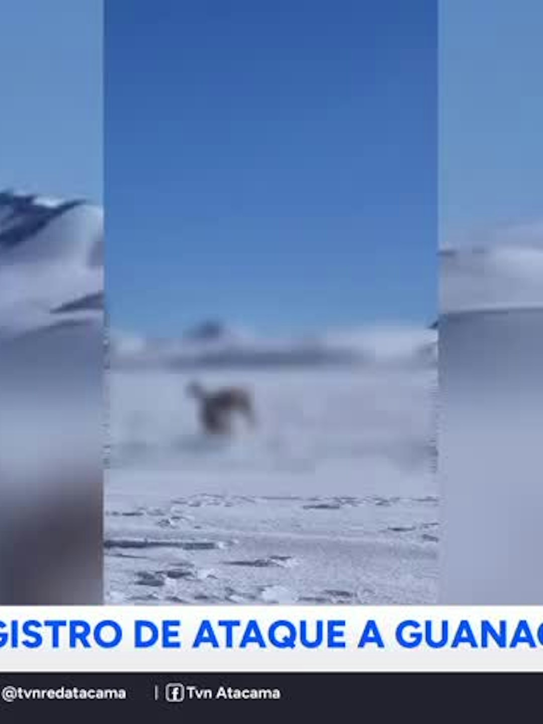 Impactante registro de ataque a guanaco en la cordillera de Atacama