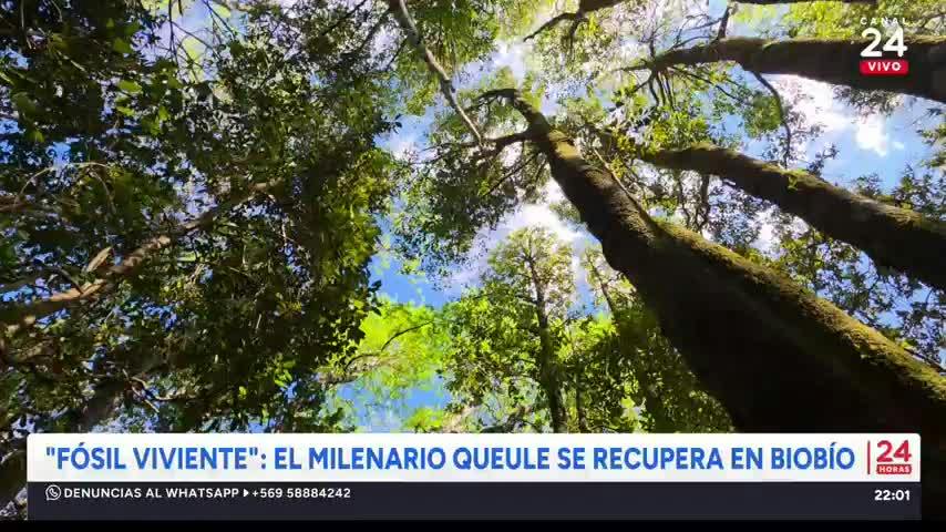 Revive Conciencia 24/7: un árbol fósil, el café hirviendo, algoritmo y educación  