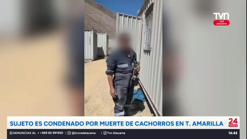 Condenan a sujeto por muerte de cachorros en T. Amarilla