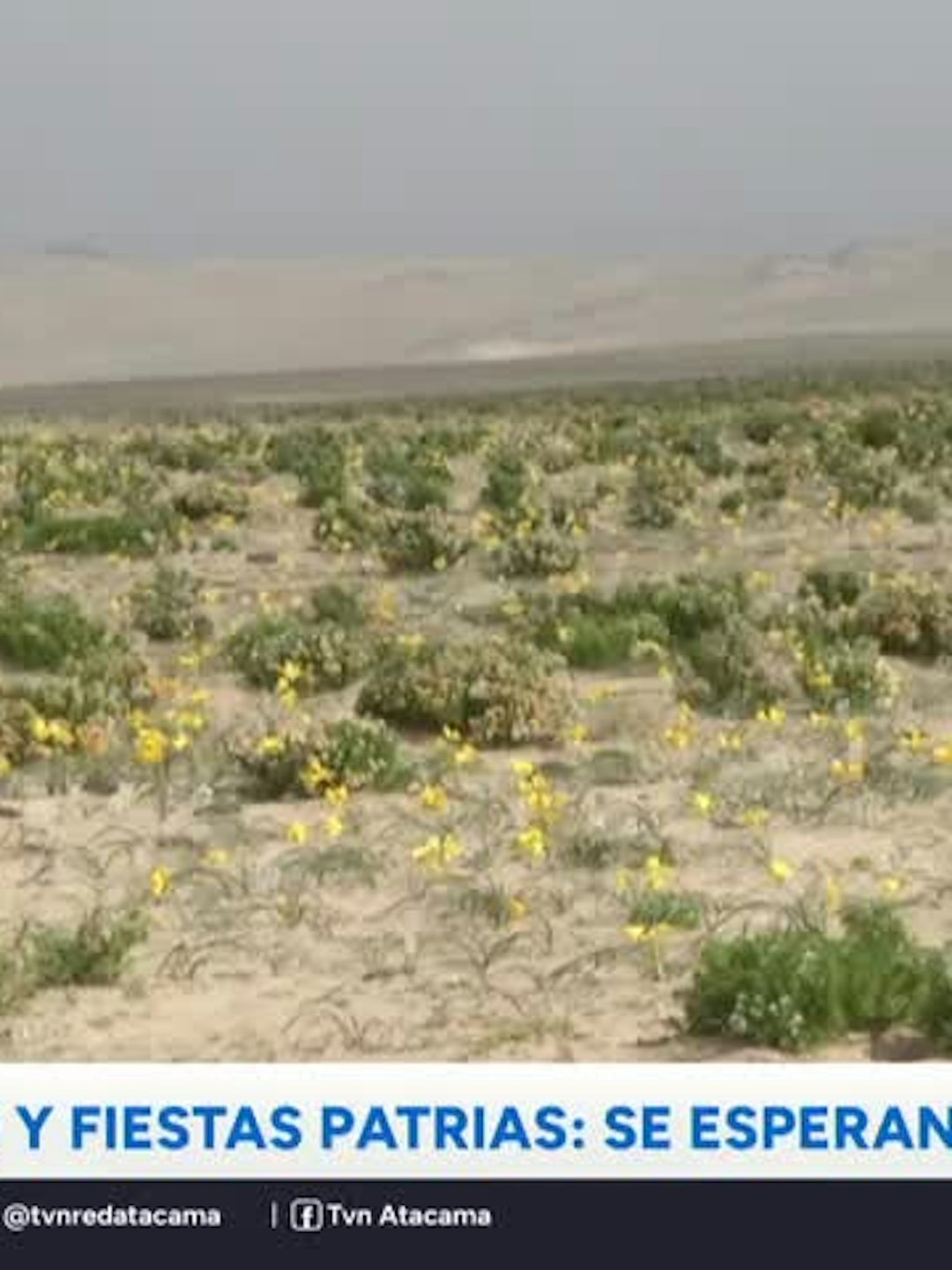 Atacama espera más de 25 mil visitas en fiestas patrias