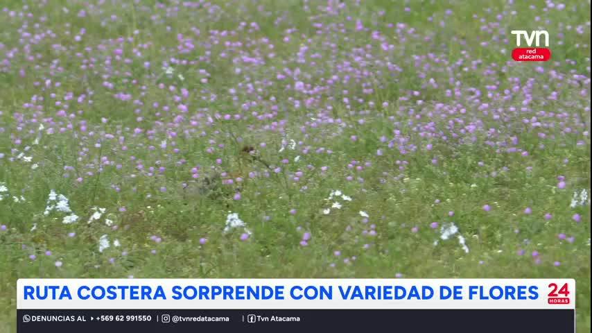 El Desierto Florido se acerca a su peak