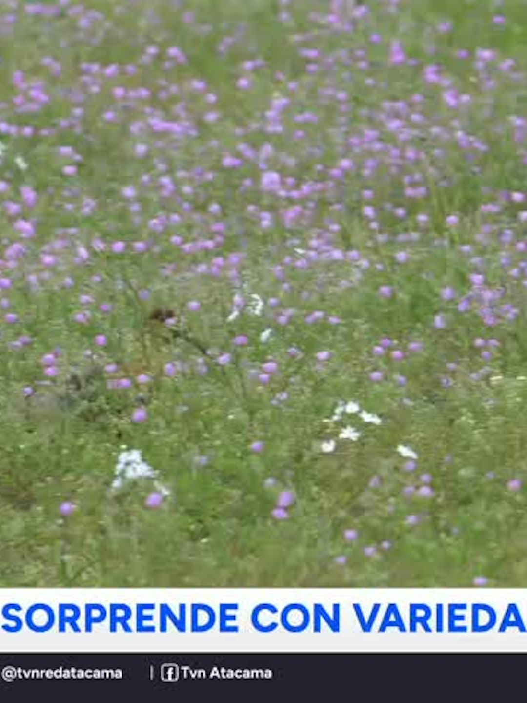 El Desierto Florido se acerca a su peak