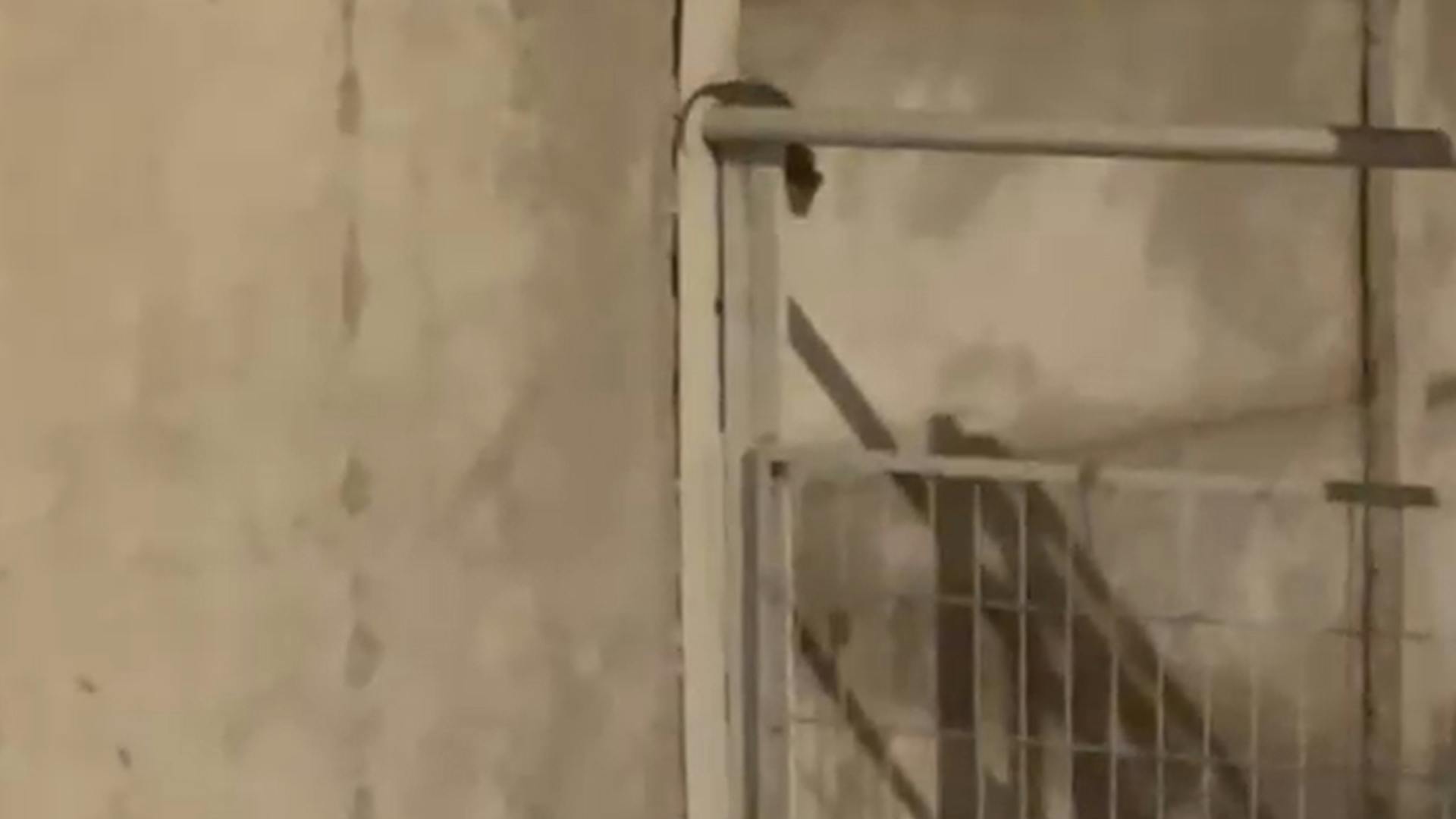 Vecinos de un condominio del sector norte denuncian estar siendo afectados por plaga de ratones