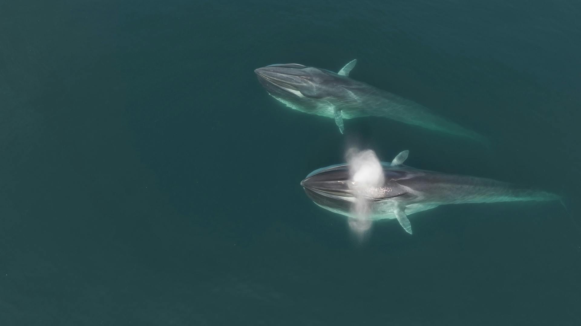 ¡Ballenas y delfines están pasando por nuestras costas!